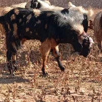 انواع نربز|حیوانات مزرعه|نیشابور, شهید جعفری|دیوار