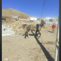 فروش کره اسب هرکی خواست در خدمتم