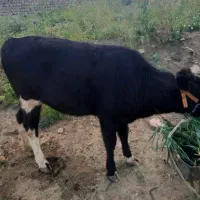 گوساله دو ساله