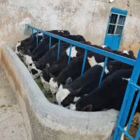 گوساله سیمینتال ۱۷۰کیلو نر