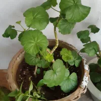 گل طبیعی|گل و گیاه طبیعی|سهند, |دیوار