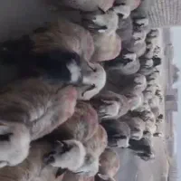 میش بختیاری|حیوانات مزرعه|خانمیرزا, |دیوار