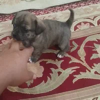 سگ اشپیز پامر روباهی