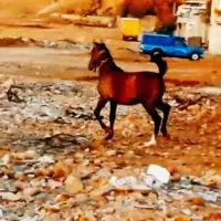 کره نریان شجره دار