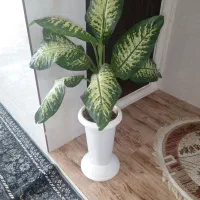 گل دیفن|گل و گیاه طبیعی|نیشابور, مازول|دیوار