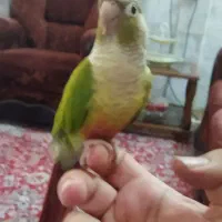 گیرینچیک ماده دستی