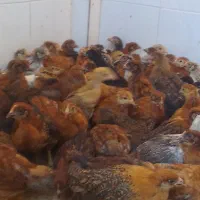 جوجه دوماهه واکسن خورده
