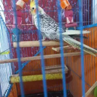 عروس هلندی گل باقالی مرواریدی