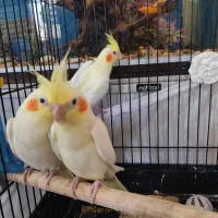 عروس هلندی جوجه|پرنده|الوند, |دیوار