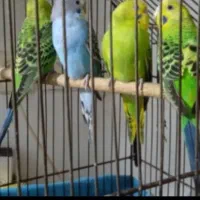 مرغ عشق پرنده دستی سخنگو|پرنده|رشت, شهرک شهید مفتح|دیوار