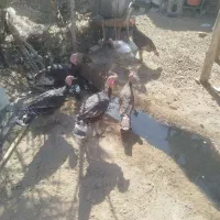 20 عدد بوقلمون که بیشترشان نر هستند|حیوانات مزرعه|خاش, |دیوار