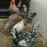 مرغ گلین تخم گذاری