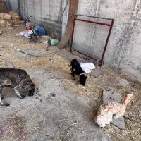 سگ نگهبان|سگ|پاسارگاد, |دیوار