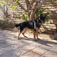 فروش سگ ژرمن مو کلاسیک به همراه..هدیه|سگ|کرمان, |دیوار