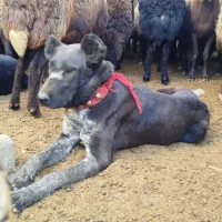 توله لاس|سگ|چادگان, |دیوار