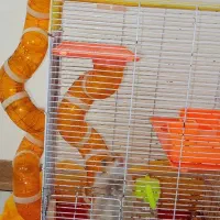 دو عدد همستر سوری