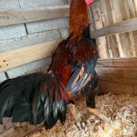 خروس لاری|حیوانات مزرعه|رامیان, |دیوار