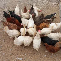 مرغ و خروس و اردک مسکویی..سانن