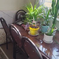 نهارخوریشش نفره