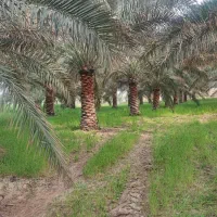 فروش و تحویل انواع درخت نخل خوزستان در استان گیلان|خدمات باغبانی و درختکاری|لاهیجان, شیشه گران|دیوار