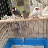 فنچ مصری مولد باجوجه۱۵۰۰