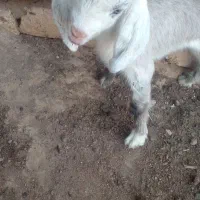 بزغاله شیری