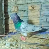 تعدادی کبوتر زیبا|پرنده|دلند, |دیوار