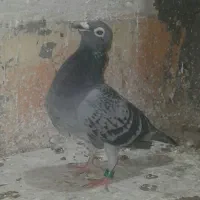 کبوتر|پرنده|مسجد سلیمان, |دیوار