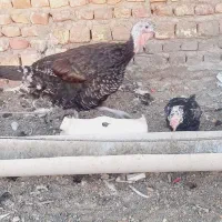 مرغ محلی|حیوانات مزرعه|زاهدان, |دیوار