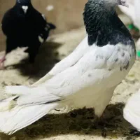 یک جفت کبوتر کله به فروش میرسد به شرط پرش
