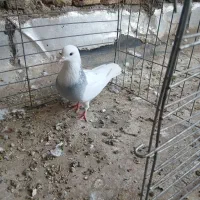 دوتا نر طوقی