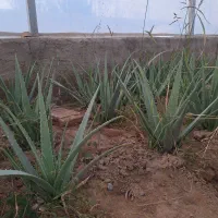 الوورا به صورت یکجا توافقی|گل و گیاه طبیعی|خاوران, |دیوار