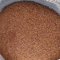 فروش گندم بذری رقم تیرگان اصلاح شده