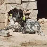 سگ ماده ۲ ساله قدرجونی