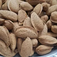 بادام شاهرودی تازه