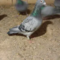 پلاکی درجه یک