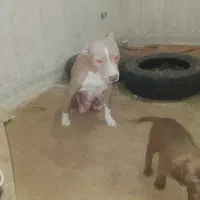 واگذاری توله روتوایلر پیتبول