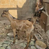 نری چاق سن پایین ۱۲کیلو گوشت|حیوانات مزرعه|قشم, |دیوار