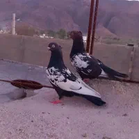 سینه سیاه|پرنده|داراب, |دیوار