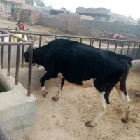 4 ماه ضمانتی آبستن می باشد 7کیلوشیر