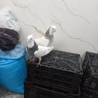 جفت طوقی کاکلی بشرط|پرنده|ری, علایین|دیوار