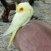 عروس هلندی