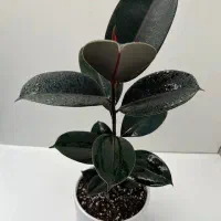 گل و گیاه آپارتمانی|گل و گیاه طبیعی|گنبد کاووس, |دیوار