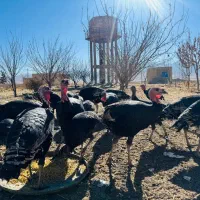 بوقلمون 7ماهه|حیوانات مزرعه|ازنا, |دیوار