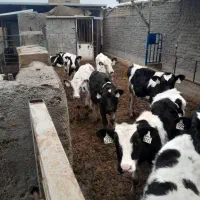 گوساله نر|حیوانات مزرعه|بوئین زهرا, |دیوار