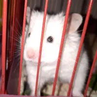 همستر به همراه قفس ، پوشال و تمام لوازم نگهداری