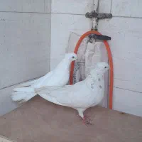 دوجفت رنگی همراه قفس|پرنده|اهواز, عین ۲|دیوار