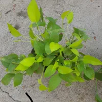 گلهای طبیعی زیبا|گل و گیاه طبیعی|مرند, |دیوار