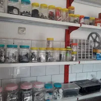 خدمات فنی صحرائی (تیموری)|خدمات پیشه و مهارت|کوهدشت, |دیوار