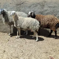 میش جوون،بره بز